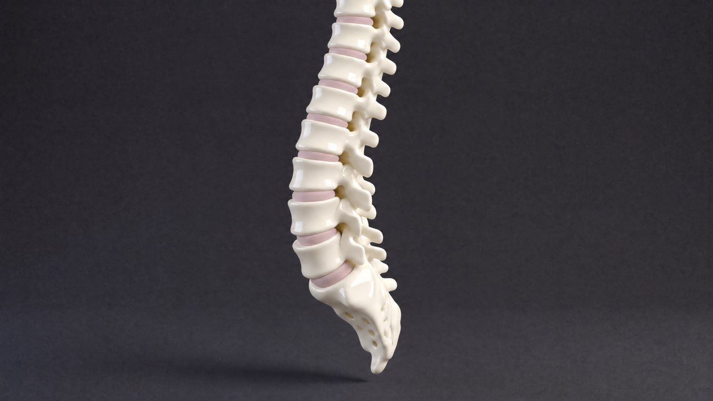Sample frame — a spine recreated on an anatomical model